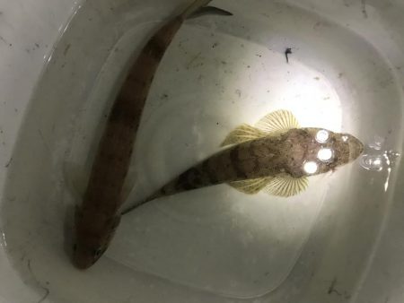 夜のお魚チェック