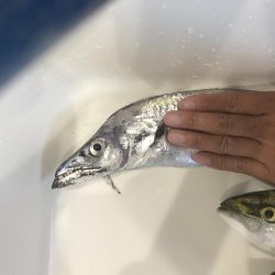 まだまだ青物釣れます