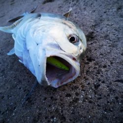 西表島、湾内でロウニンアジ