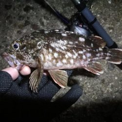 南港ヘチ釣行 （9/18 南港ヘチ釣り 真チヌ、ガシラ 釣果有り）