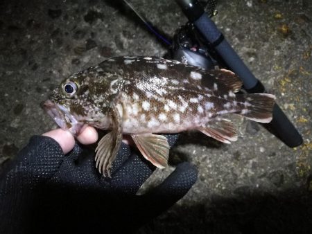 南港ヘチ釣行 （9/18 南港ヘチ釣り 真チヌ、ガシラ 釣果有り）