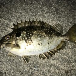 秋が近づいてくるといろんな魚が釣れますね