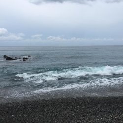 日置大浜にシマアジはいない