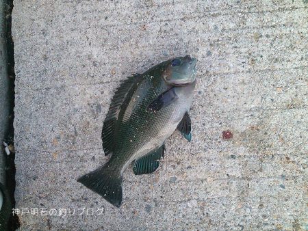 ダンゴ釣りで秋の五目釣り