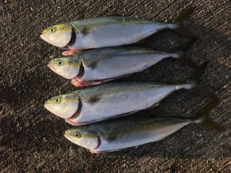 まだまだ青物釣れます