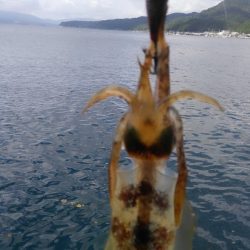 爆風･高波･切れ藻！