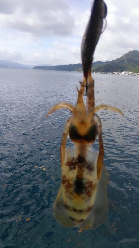 爆風･高波･切れ藻！