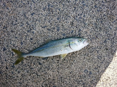 釣りも暑さも厳しい