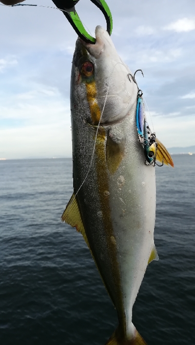 朝マズメ釣行