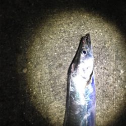 なんとか大きいの釣れた