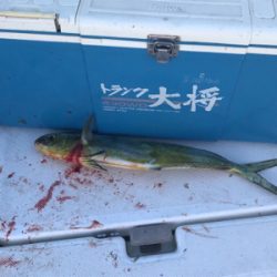 太刀魚  神戸沖