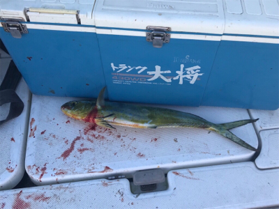 太刀魚  神戸沖