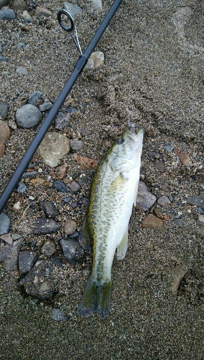 今日も子バス釣り