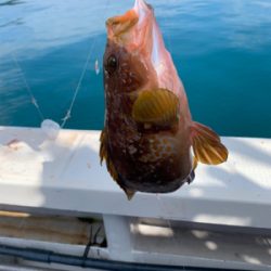 子供とアジ釣り