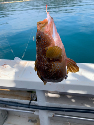 子供とアジ釣り