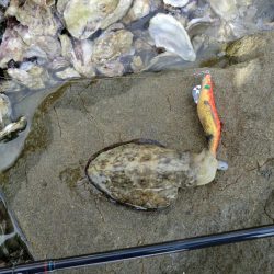 アオリイカが食べたくて