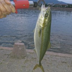 芦屋浜でツバス