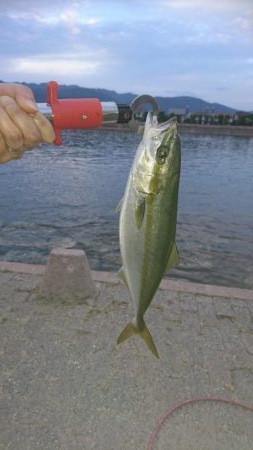 芦屋浜でツバス