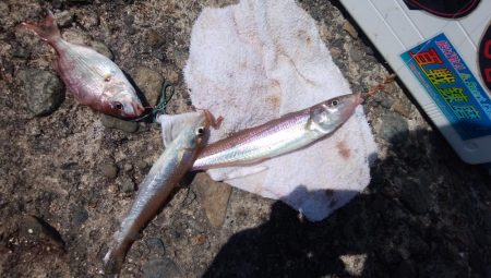 少しサイズが良くなった播磨新島釣行