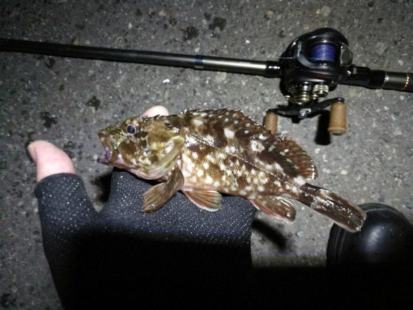 南港ヘチ釣行 （9/8 南港ヘチ釣り ガシラ22ｃｍ、小キビレチヌ 釣果有り）