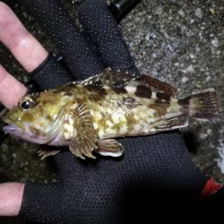 南港ヘチ釣行 （9/13 悪天候になった南港ヘチ釣り キビレチヌ37cm、ガシラ 釣果有り）