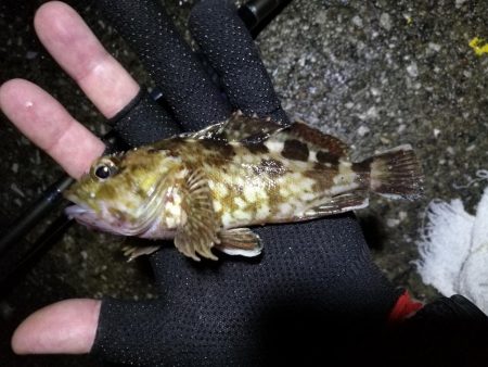 南港ヘチ釣行 （9/13 悪天候になった南港ヘチ釣り キビレチヌ37cm、ガシラ 釣果有り）