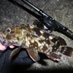 南港ヘチ釣行 （9/18 南港ヘチ釣り 真チヌ、ガシラ 釣果有り）