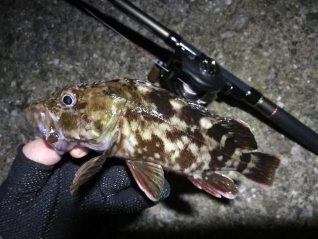 南港ヘチ釣行 （9/18 南港ヘチ釣り 真チヌ、ガシラ 釣果有り）