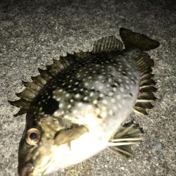 秋が近づいてくるといろんな魚が釣れますね