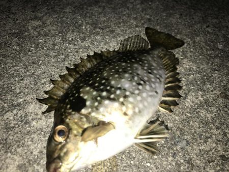 秋が近づいてくるといろんな魚が釣れますね