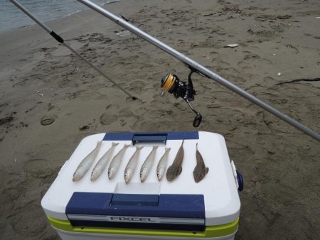 初秋のキス釣り　数は釣れず