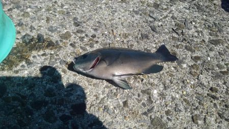 ガシラを食べたかったが結局ツバス