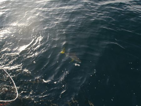 松鶴丸 釣果