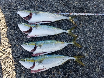 タチウオからの青物釣り♪