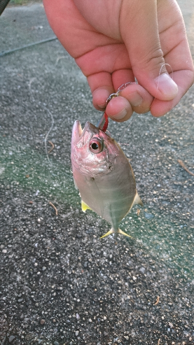 タチウオ顕在