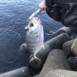 ツバスは釣れず