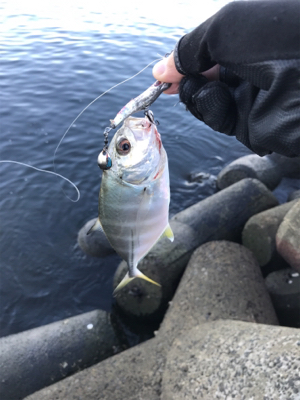 ツバスは釣れず