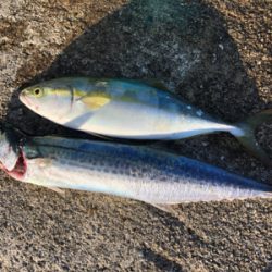 ハマチが釣りたくて…