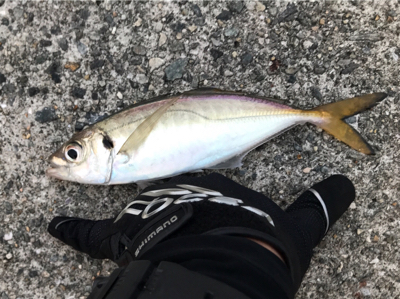 太刀魚が渋い