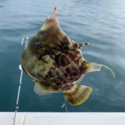 子供とアジ釣り