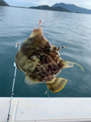 子供とアジ釣り