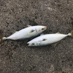 まだまだ青物釣れます