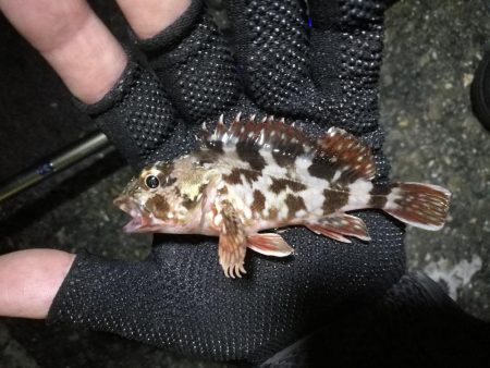 南港ヘチ釣行 （9/17 敬老の日の深夜の南港ヘチ釣り 真チヌ、ガシラ、メジナ 釣果有り）