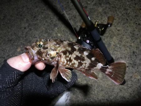 南港ヘチ釣行 （9/18 南港ヘチ釣り 真チヌ、ガシラ 釣果有り）