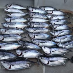 へいみつ丸 釣果