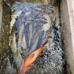 子供とアジ釣り