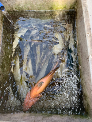 子供とアジ釣り