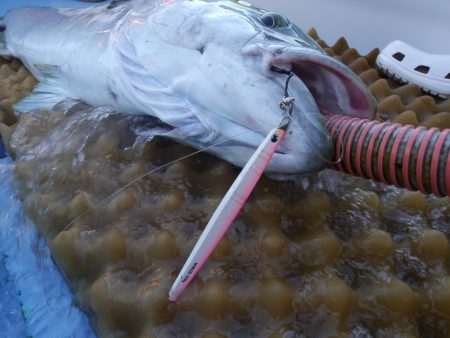 松鶴丸 釣果