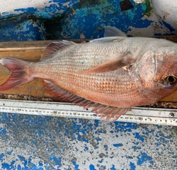 幸吉丸 釣果