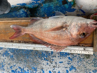 幸吉丸 釣果